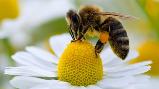 Аграрії та органи влади обговорили питання щодо  запобігання отруєнню бджіл